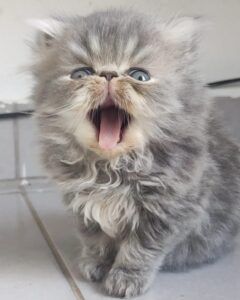 0e3a4ae8-2933-4c2e-ba32-c352e4d35670