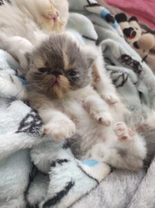 3f270509-0b53-4d79-8e9c-539ec9882ef5