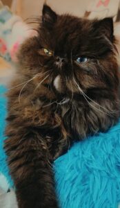 WhatsApp Image 2025-10-11 at 16.47.29