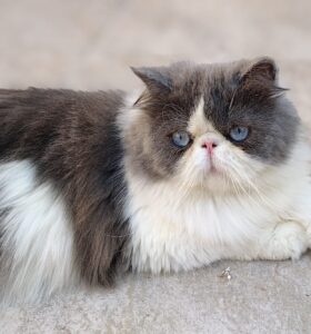 WhatsApp Image 2025-10-11 at 16.47.30 (1)