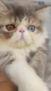 WhatsApp Image 2025-10-11 at 16.47.30 (2)