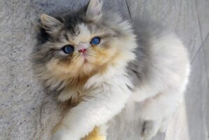 WhatsApp Image 2025-10-11 at 16.47.30 (3)