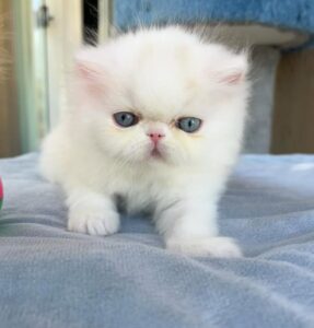 WhatsApp Image 2025-10-11 at 16.56.05 (1)