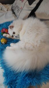 WhatsApp Image 2025-10-11 at 16.56.06 (1)