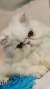 WhatsApp Image 2025-10-11 at 16.56.06 (2)