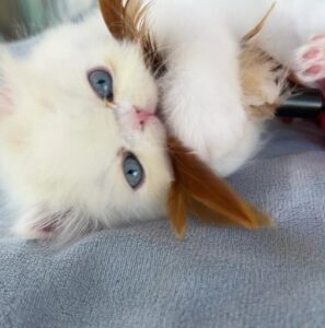 WhatsApp Image 2025-10-11 at 16.56.06