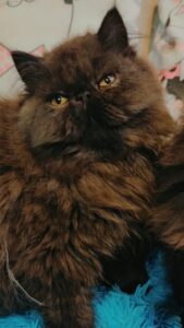 WhatsApp Image 2025-10-11 at 17.25.05 (1)