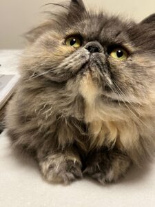 WhatsApp Image 2025-10-11 at 17.25.05