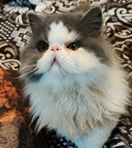 WhatsApp Image 2025-10-11 at 17.25.06