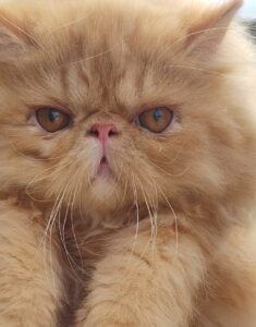 WhatsApp Image 2025-10-11 at 17.25.06 (3)