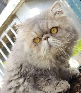 WhatsApp Image 2025-10-11 at 17.25.07