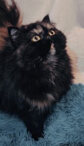 WhatsApp Image 2025-10-11 at 17.42.38