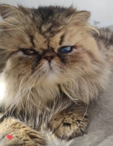 WhatsApp Image 2025-10-11 at 17.42.39 (1)