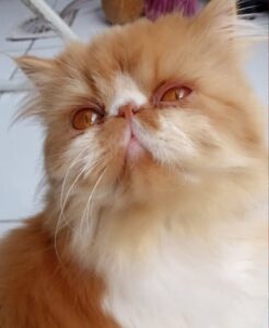 WhatsApp Image 2025-10-11 at 17.42.39 (2)