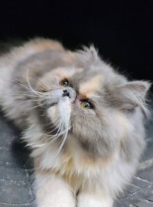 WhatsApp Image 2025-10-11 at 17.42.39