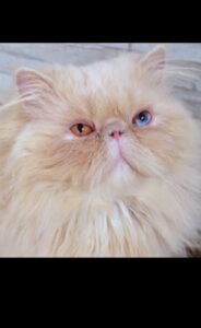 WhatsApp Image 2025-10-11 at 17.42.39 (3)