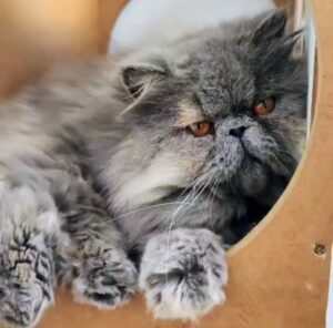 WhatsApp Image 2025-10-11 at 17.42.40 (1)