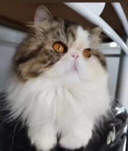 WhatsApp Image 2025-10-11 at 17.42.40 (2)