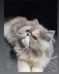 WhatsApp Image 2025-10-11 at 17.42.40 (3)