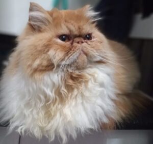 WhatsApp Image 2025-10-11 at 17.42.40 (4)