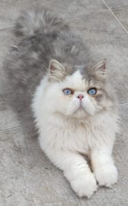 WhatsApp Image 2025-10-11 at 17.42.41 (1)