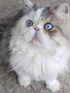 WhatsApp Image 2025-10-11 at 17.42.41