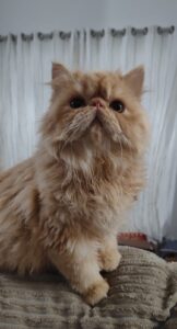 ba9cfce8-6938-46d7-b83e-e5e125dfcc8f