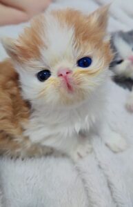 e04ba5cb-03e8-4b5b-93de-6fe5abfac3ba